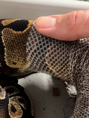 A post by @kmbreptiles on TikTok