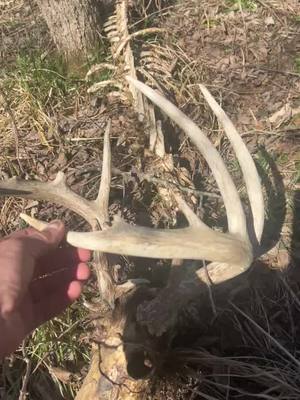 A post by @whitetailfreakstv on TikTok caption: Shed hunting and foubd a dead buck! #bigbuck #shedhunting 