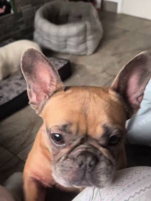 A post by @gembop83 on TikTok caption: Meg you brighten every day for everyone ❤️ #CapCut #fyp #foryou #foryoupage #frenchie #frenchbulldog #frenchiesoftiktok #frenchbulldogs #frenchies #funny #cute #dog #dogsoftiktok #Love 