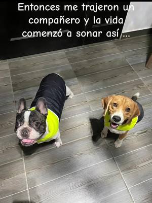 A post by @beaglemiloo on TikTok caption: Mi amigo fiel💙