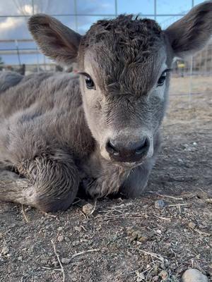 A post by @daisythepig08 on TikTok caption: Look who was born today!!! 🥰😍 #cow #calf #babyanimals #cute #farm 