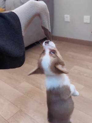 A post by @movie.1213 on TikTok caption: Cute little Corgis❤️#dogsoftiktok #corgisoftiktok #foryou #fyp #cute 