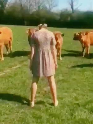 A post by @mardlor on TikTok caption: Prank Scare Cows #prank #prankfunny #funny