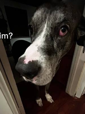 A post by @fireunderdog on TikTok caption: #dog #greatdanes 