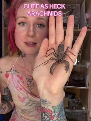 A post by @slightlyvenomous on TikTok caption: Cute heckin arachnids yall! #arachnids #bugs #creepy #cute #Love 