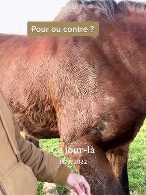 A post by @equidany_off on TikTok caption: #cejour-là 