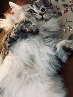 A post by @shuba.the.siberian on TikTok caption: #floof 