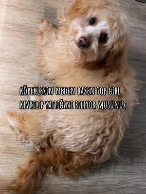 A post by @tiktokays_aresofficial on TikTok caption: Abartıyomuyuz 😅😂🐾🐶🐾 Ares #cockapoo #foryou #foryoupage #cockapoosoftiktoks #tiktokays_official👩🏻‍🎤💫 #tiktokays_Aresofficial🐾🐶🐾 #viral #keşfet #keşfetteyizzz #dogsoftiktok 