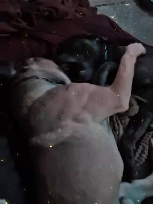 A post by @canecorso_icebag on TikTok caption: #canecorso #Love #kampfhund #doglove 💞