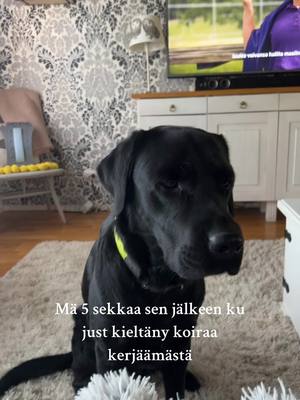 A post by @ddansuu on TikTok caption: Koiranomistajan elämää 😇 #labradorretriever #labradorsoftiktok 