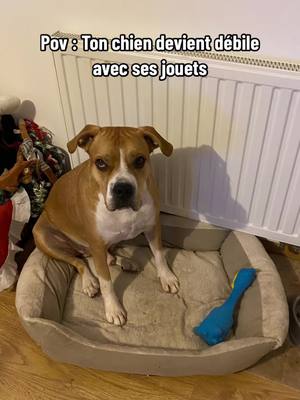 A post by @kingzakomino on TikTok caption: Aucun jouet n’a survecu à ce tiktok 🥲 #zako #dog #staff #dogue #jeu #toys #pet #pettoys 