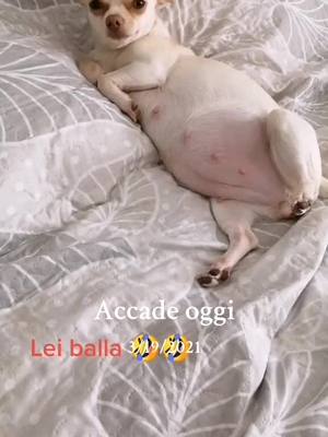 A post by @pi.arianna on TikTok caption: #accadeoggi 