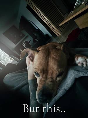 A post by @thenorthpics on TikTok caption: A day off.  #fördig #dog #Love #fyp 