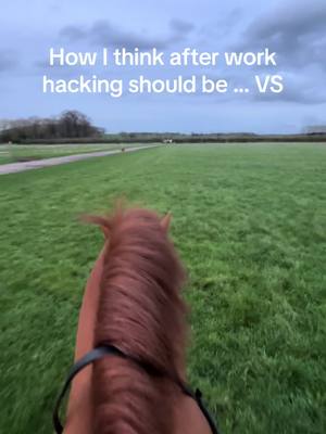 A post by @loosecanonjack on TikTok caption: How i think after works hacks should be VS how Jack thinks they should be #equine #horse #fyp 