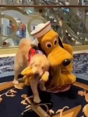 A post by @romansplaytime on TikTok caption: golden retriever meeting his favourite disney character 🤣🤩#dog #dogsoftiktok #goldenretriever #labrador #disney #happy #Love #fyp 