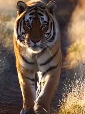 A post by @videomagiclove on TikTok caption: Majestic Royal walk!🥰🐅