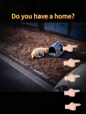 A post by @thahysh2737 on TikTok caption: Do you have a home?#fly #dogs #dog #help #fyp #poor 