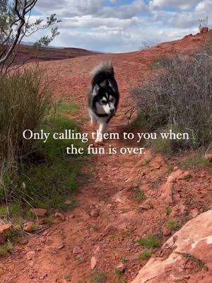 A post by @warriormindsetstrategies on TikTok caption: If you call your dog only when it’s time to go inside, or leave the park, or go to their crate, they’re not going to want to come when you call. Instead, make it a party every time you call your dog. Give them treats, do some food games and/or play with a toy. When they’re playing,  periodically call them to you, reward them and then RELEASE them back to go play again.  This small change will make the world of difference with your dogs recall and your relationship with them! #dotraining #dogrecall 