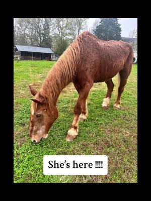 A post by @sundays_sanctuary_farm on TikTok caption: The big reunion!!! Sunday is so happy! Going to live out their well earned retirement together. 💕 #horse #horses #fyp #horsesoftiktok #rescueanimals #rescue #trending #reunion #draft 