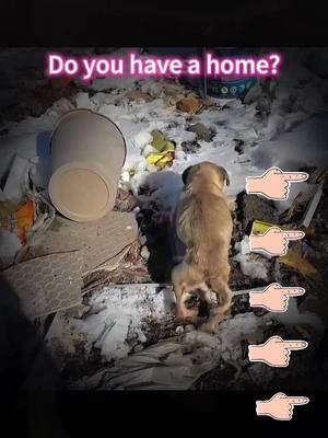 A post by @thahysh2737 on TikTok caption: Do you have a home?#fly #dogs #dog #help #fyp #poor 