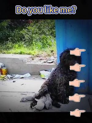 A post by @thahysh2737 on TikTok caption: Do you like me?#fly #dogs #dog #help #fyp #poor 