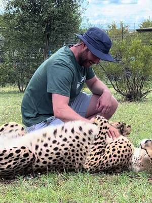 A post by @hendryblom on TikTok caption: These 2 cheetahs’ mother was rescued after her owner died and his family wanted to put her down. Now her cubs enjoy tummy rubs from eager tourists.  All proceeds are put towards conservation like saving cats from traffickers or obusive owners. #southafrica #wildlife #safari #cheetah #cat 