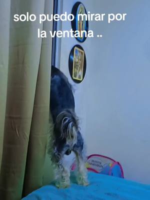 A post by @kimyolith on TikTok caption: estoy secuestrado .. nada mas y nada menos que por mi mami ..😊😁😄#parati #viral #mama #perro 