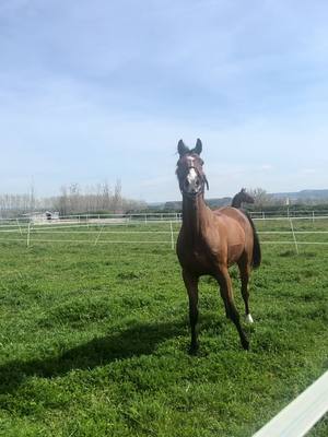 A post by @daria_sv_13 on TikTok caption: Redbull in the blood 😛 #horse #equine #redbull #horses #equestrianlife #equitation #equitacion #caballo #cavallo #fast #energy #moreenergy #younghorse #horseproblems  #fail #fyp #equinevideo #fypシ #horsesoftiktok 