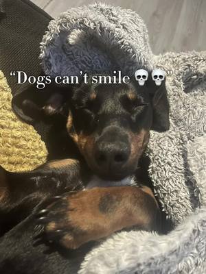 A post by @tashb_89 on TikTok caption: #CapCut #dogscansmile #youvegotasmile #brunoohare #brunooharethesausage 