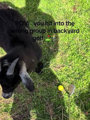 A post by @notsowildanimals on TikTok caption: Should have said fore…. #backyardgolf #goatsoftiktok #golfsimulator #golftips #golf #goats #pitchingwedge #forbirdie 