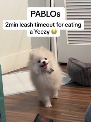 A post by @derekgon on TikTok caption: Puppy Uglies and all! Pablo gets a 2 min leash timeout for esting a yeezy. #pomeranian #time #out #puppy #dogsoftiktok #pet #doglover #pup #doggo #barking #dogtok #leash #fyp #fy #foryou #viral #trending #kanye #kanyewest #yeezy #funny #meme #pomeranianpuppy #dogsontiktok #cutedogs #babydog #dogoftiktok #cutepuppy #tiktokdog #puppylover #lovedogs #tiktokdogs 