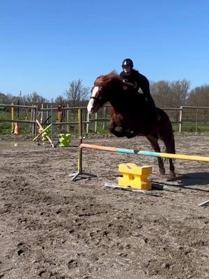 A post by @clo_eventing on TikTok caption: Petite seance de saut ☀️ 