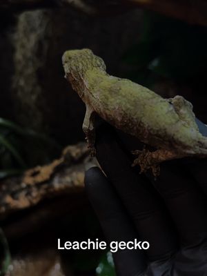 A post by @teddytuconnais on TikTok caption: Le gecko géant de Nouvelle-Caledonie 🇳🇨  Adulte, il est le plus gros gecko du monde ! #animaux #pourtoi #reptile #varan #cute #humour #leachiegecko #gecko #rhacodactylus 