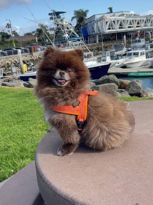 A post by @cocoapuff_pom on TikTok caption: What can I say, I'm fabulous   #pom #oneeyeddog #woofyou @@Art by Rita Spiegelmom