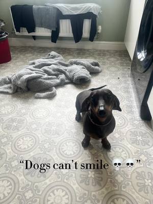 A post by @tashb_89 on TikTok caption: #CapCut #henrythesmilingsausage #whosaiddogscantsmile #brunosdad 