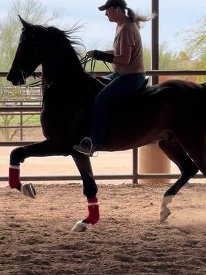 A post by @brookewould on TikTok caption: From the first few rides to a full bridal and his first show ring appearance this weekend!! Gotta love the progress over time and the babies becoming show horses❤️🌹❤️🌹 #jukeboxhero #halfarabian #countryenglishpleasure #gelding #babyhorse #goodestboy 