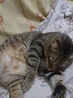 A post by @kitten_rico on TikTok caption: Работа котья жить с людьми