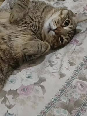 A post by @kitten_rico on TikTok caption: Так наш котик отдыхает 