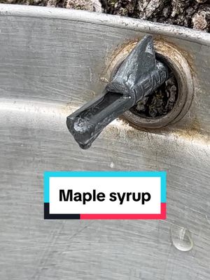 A post by @wellfedwild on TikTok caption: Maple syrup, quick version#foraging #maple #maplesyrup 