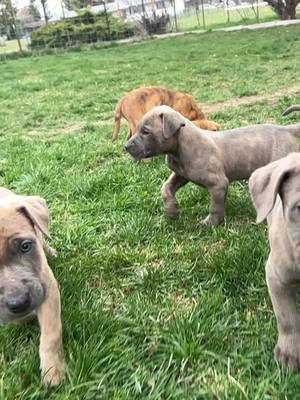 A post by @walkertexasranger828 on TikTok caption: Foster puppies! 🥰 The amount of times I’ve said “don’t eat that” today is unreal 😅 #puppy #fosterpuppies #fyp 