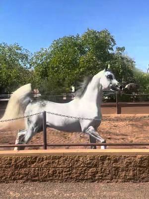 A post by @brookewould on TikTok caption: 💎🖤 Versaces Eros 🖤💎 Nothing more beautiful then a big bold purebred Arabian stallion….  #purebred #arabian #horse #stallion #grey #legendinthemaking #availablenow 