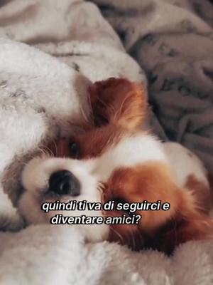 A post by @creative.cartoon.edits on TikTok caption: Se non ti piaccio scorri pure 💔😭 #cane #cavalierkingcharles #cucciolo 