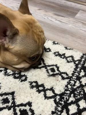 A post by @bertie_the_blue_frenchie on TikTok caption: Best boy #fypシ 