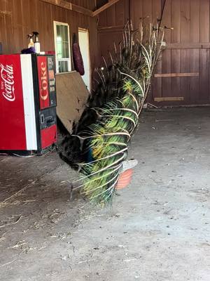 A post by @wtzoofari on TikTok caption: He’s sexy and he knows it! 🥰 Flaunt it Fabio. Every day, every spring I get a show of his beautiful feathers. #peacock #peacocktv #wtzoofari #zoofari #foryoupage #smilechallenge #sexybird #fabio #fyp 