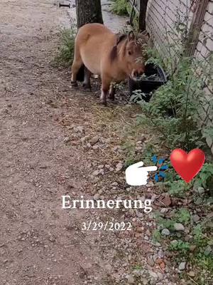 A post by @xxxmellibondxxx on TikTok caption: #erinnerung #RIP 🌈🖤🩶