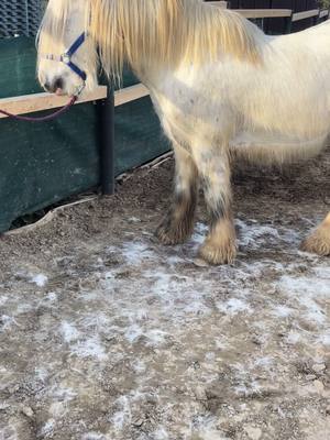 A post by @snow.viie on TikTok caption: Fellwechselzeit ☺️  #fellwechsel #pferd #frühling #horse 