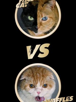 A post by @venustwofacecat on TikTok caption: Here we go…Venus vs @Waffles the Cat in The SHEBA®️ Gravy Race! See who wins and watch more @ShebaBrandUS #shebagravyrace 