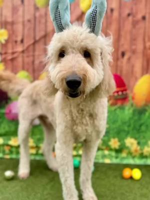 A post by @dogtopiawaco on TikTok caption: It’s Easter weekends and our shift leads decided it couldn’t be complete without an impromptu photo shoot with our Easter bunnies 🐰 So please enjoy our Easter pictures of the cutest bunnies at Dogtopia this weekend! Check out our Facebook for these adorable photos! #dogs #dogsofinstagram #dogslife #waco #wacotexas #dogtopia #daycare #easter #bunnies #dogtopiadogs #fyp #foryourpage #foryou 