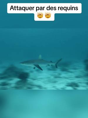 A post by @doc.nature on TikTok caption: Le sang a attirer les requins 😱 #requin #ocean #poisson 