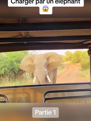 A post by @doc.nature on TikTok caption: Il faut savoir rester calme dans ce genre de situation 😳 #elephant #safari #animal 